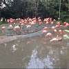 Chilean Flamingo