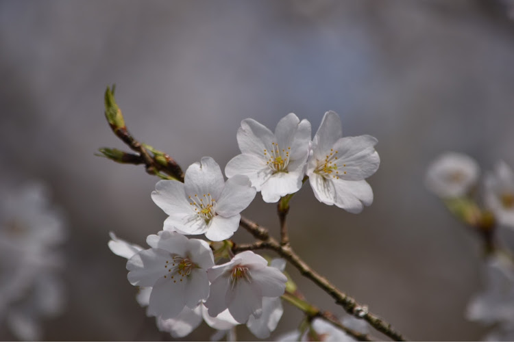 アクアの桜さく・桜とコラボ🌸・ピックアップチャレンジ✨・開花宣言に関するカスタム事例の投稿画像8枚目