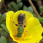 Green Sweat Bee