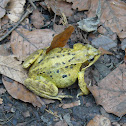 Common Frog