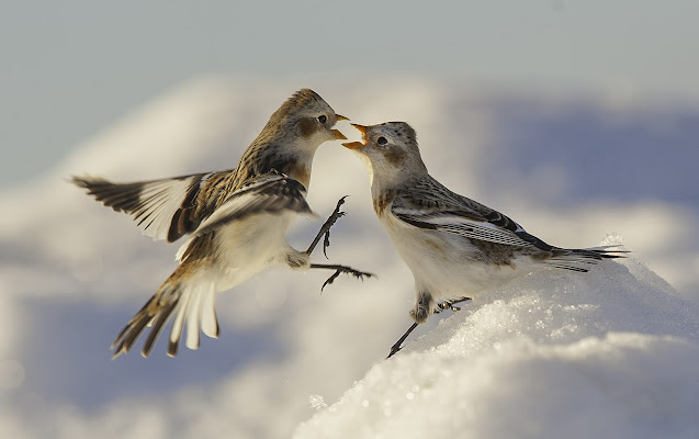 giochi nella neve di massimo zanotti