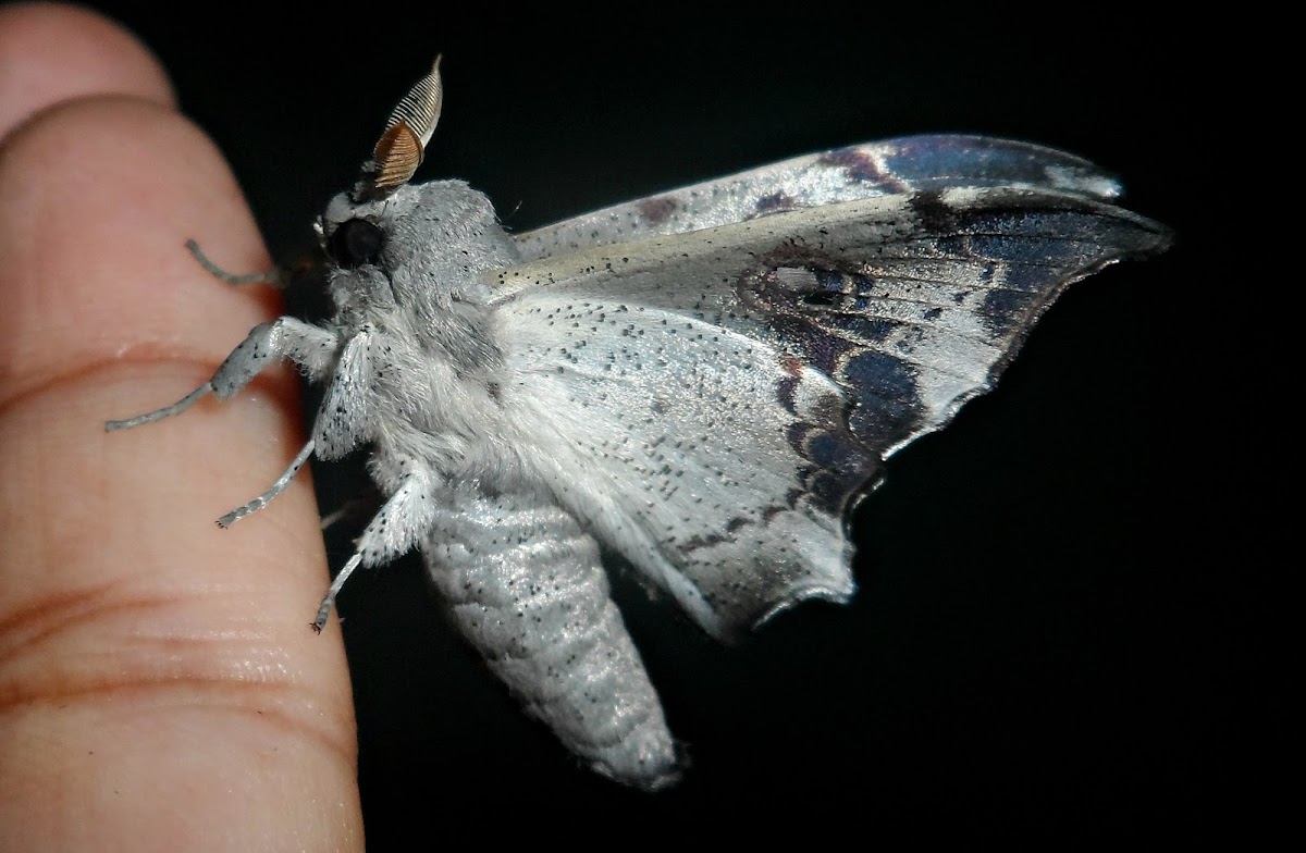 Mimallo moth