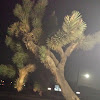 Joshua tree