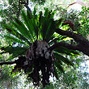 Bird's Nest Fern