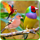 Download All Birds Wallpapers HD For PC Windows and Mac 1.0