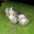Leaf-footed bug hatchlings