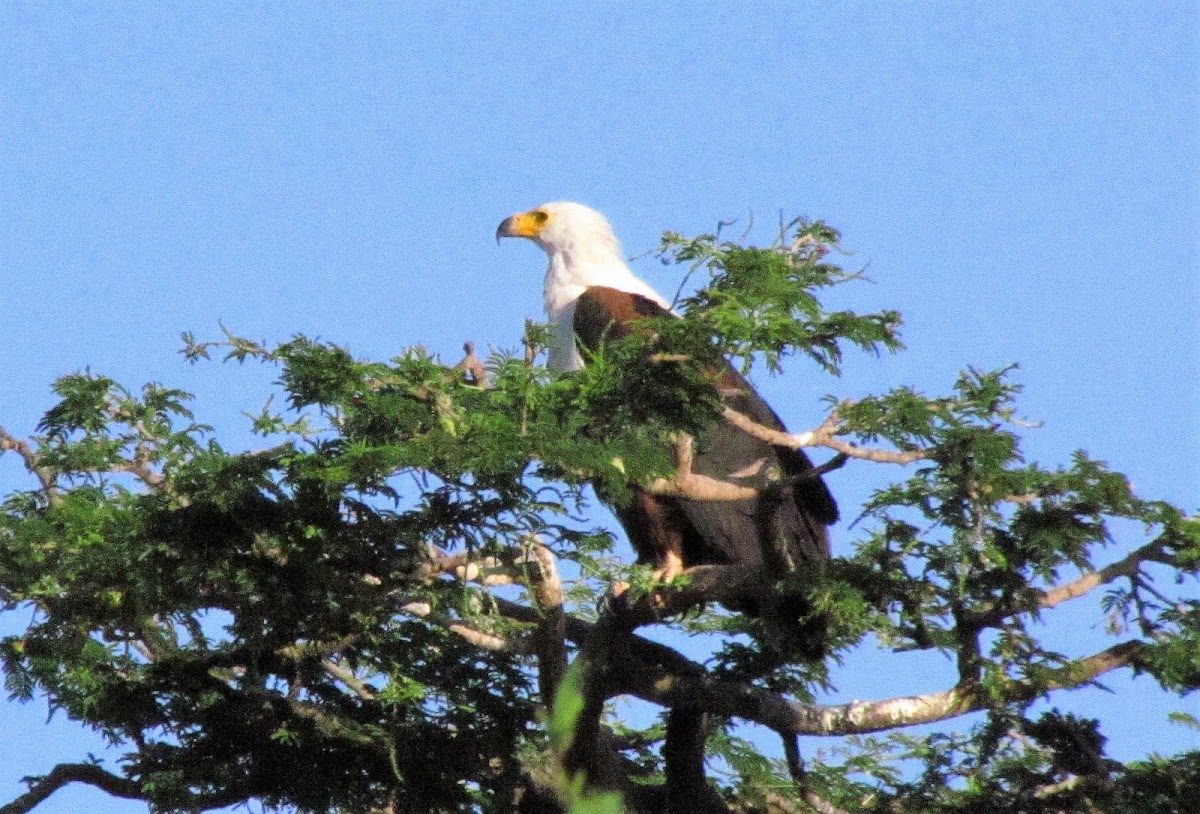 African fish-eagle