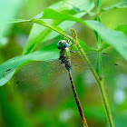 Libélula (Dragonfly)