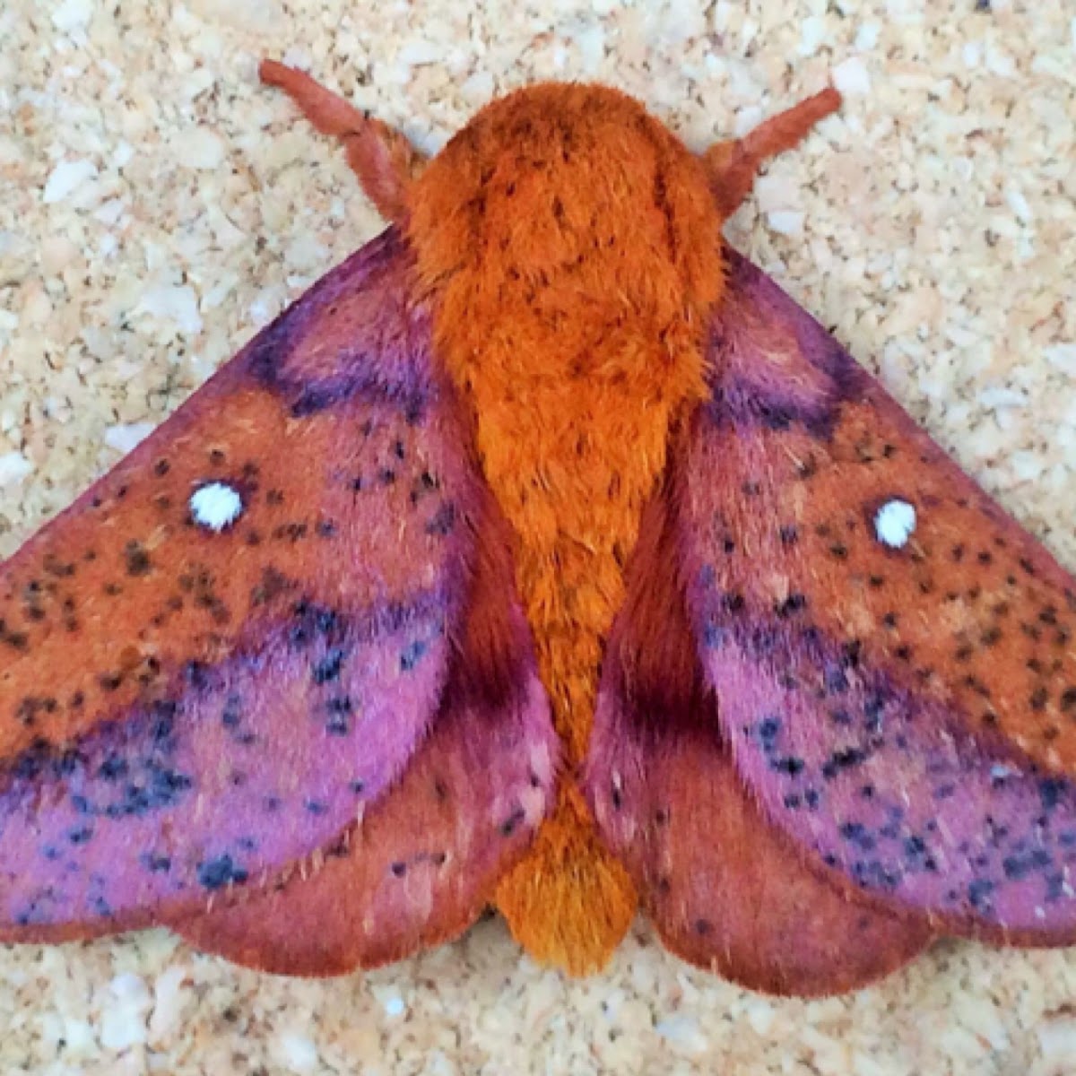 Spiny Oakworm Moth