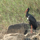 Black Stork