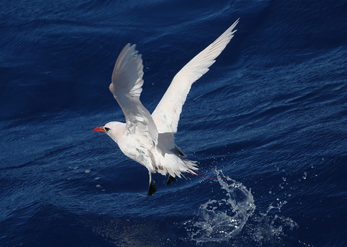 Red-tailed Tropicbird