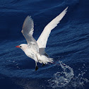 Red-tailed Tropicbird