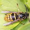 Wasp