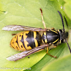 Wasp