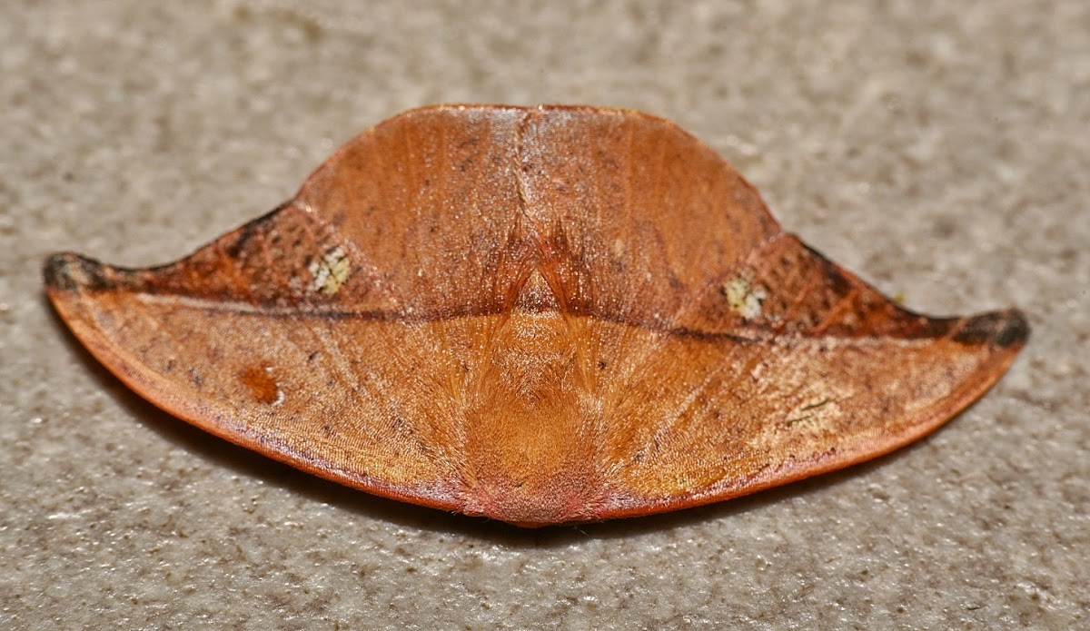 Dead leaf moth