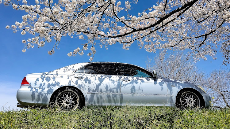 クラウンロイヤルの木曽川堤の桜・138タワー・桜と愛車に関するカスタム事例の投稿画像2枚目