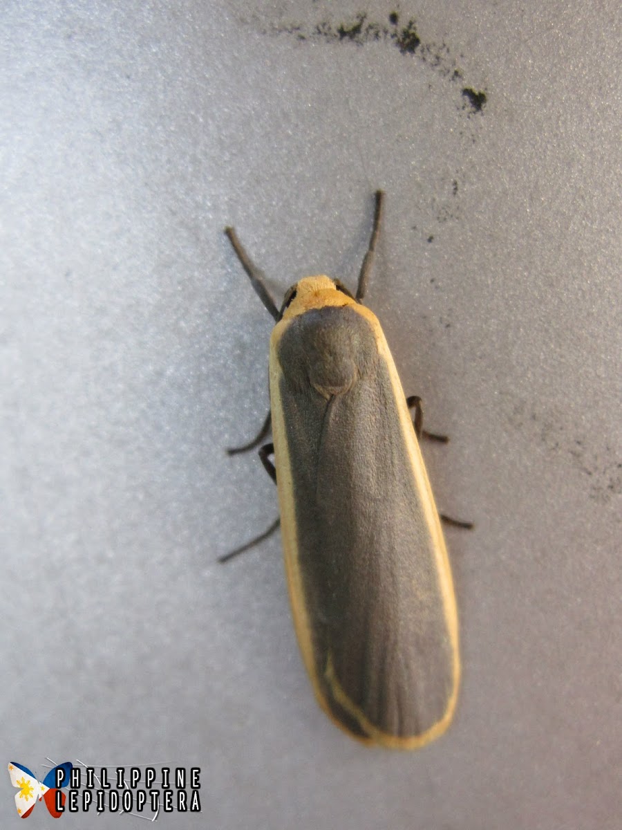 Lichen Moth