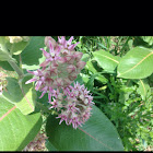 Milkweed