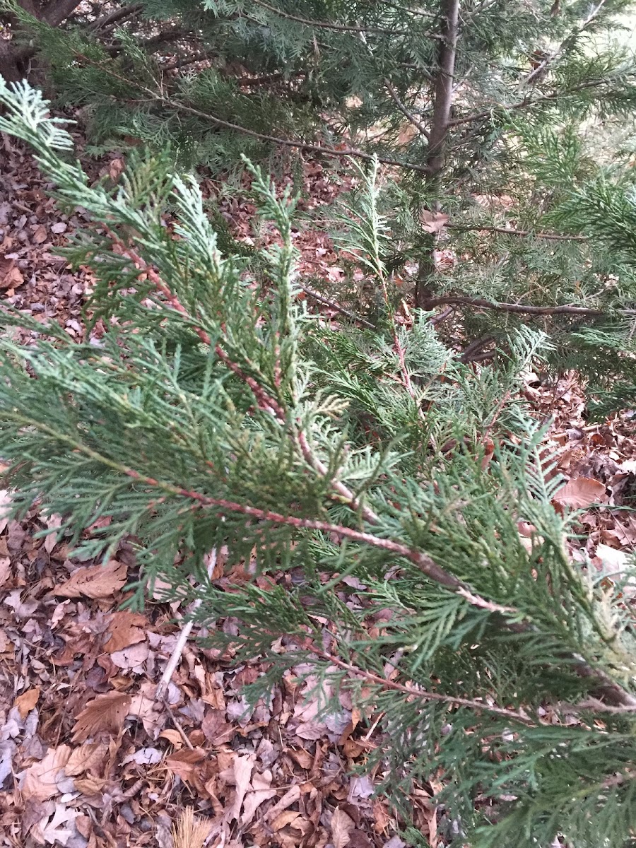 Leyland Cypress