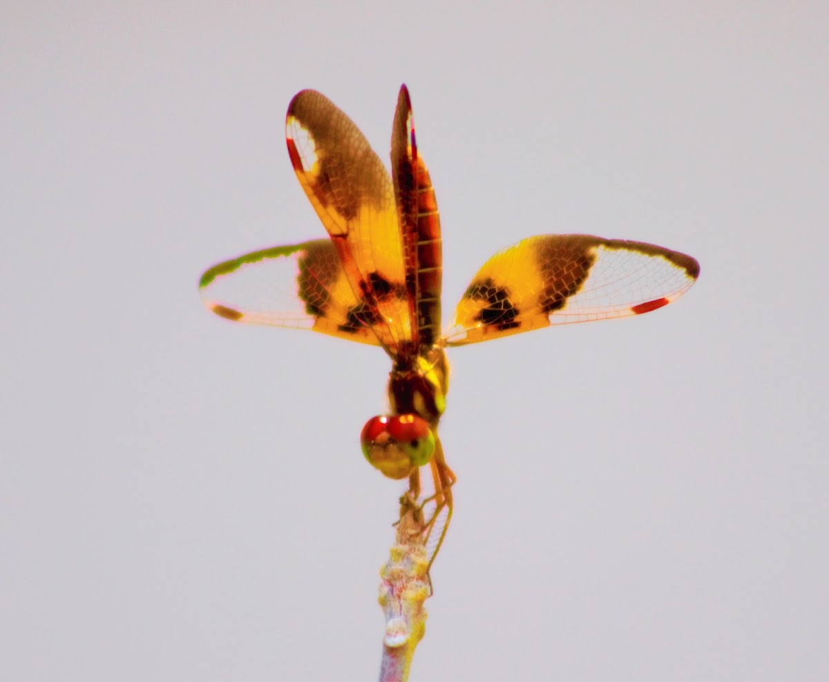 Female Eastern Amberwing