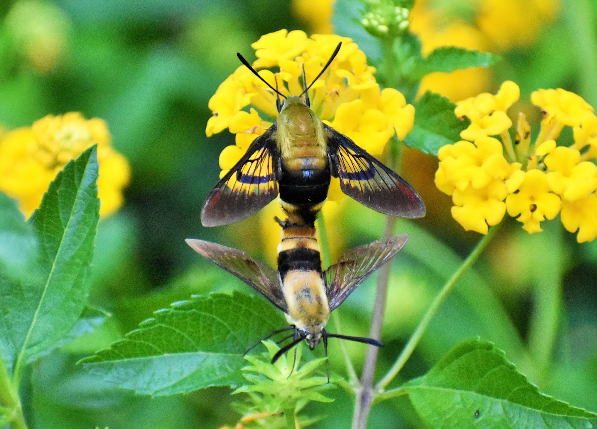 Snowberry clearwing (mating)