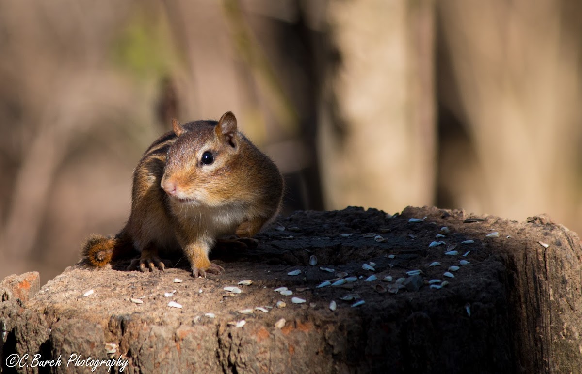 Eastern Chipmunk