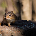 Eastern Chipmunk