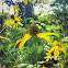 Green-Headed Coneflower