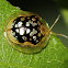Toirtoise Beetle