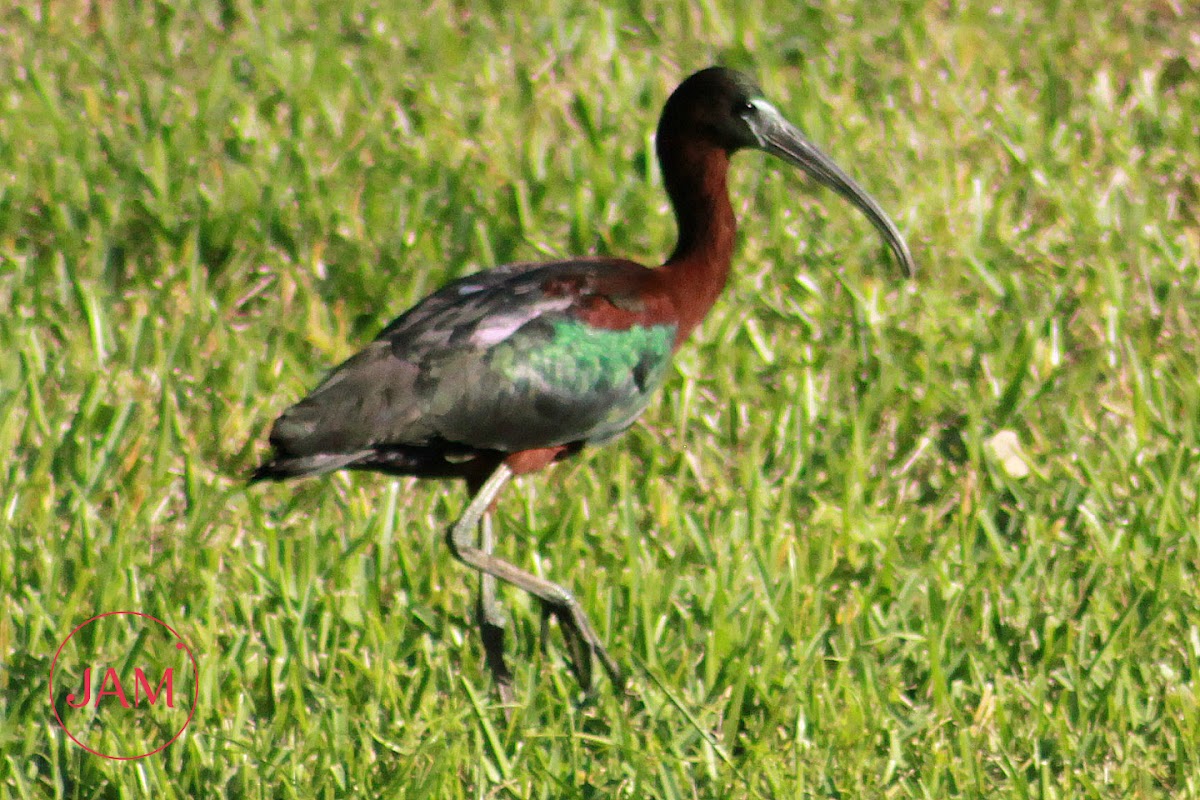 Glossy Ibis