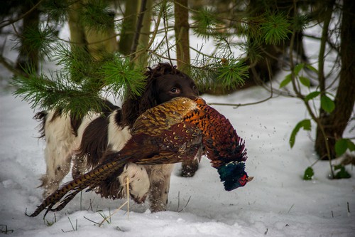 Cocker spaniel trae de vuelta faisán de caza