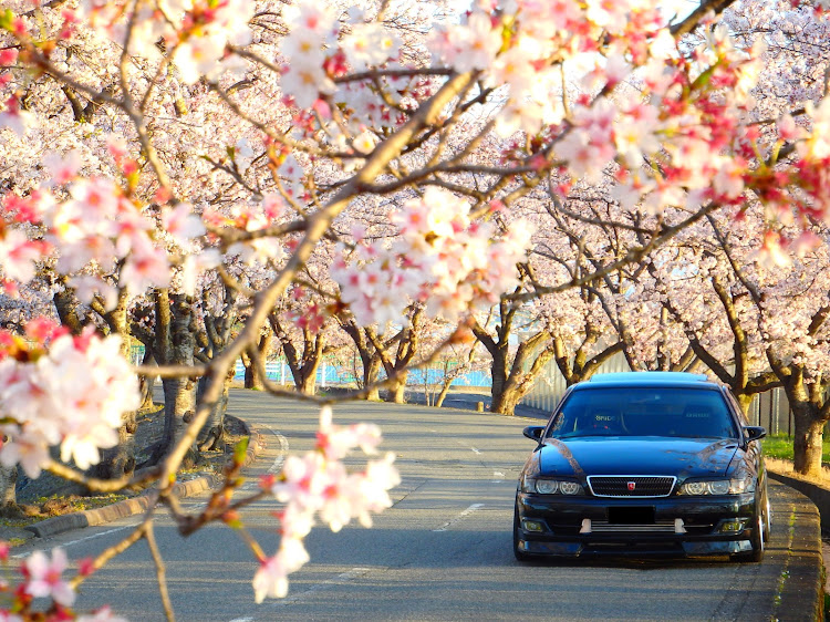 チェイサーの桜と愛車・コロナウイルスに負けるなに関するカスタム事例の投稿画像1枚目