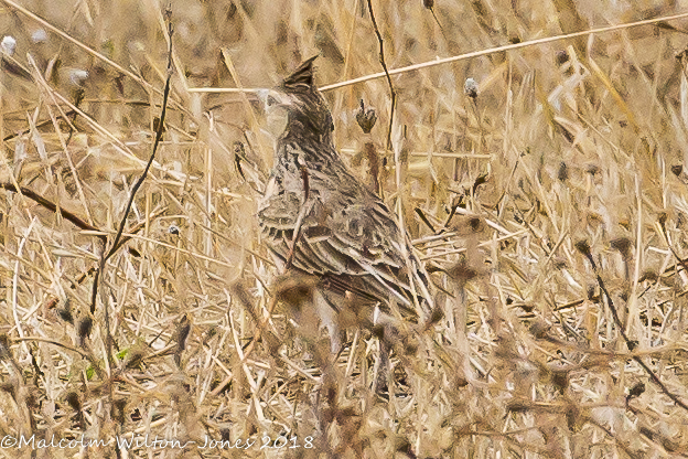 Crested Lark