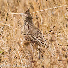 Crested Lark