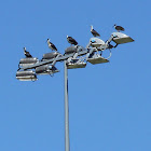 Straw-necked Ibis