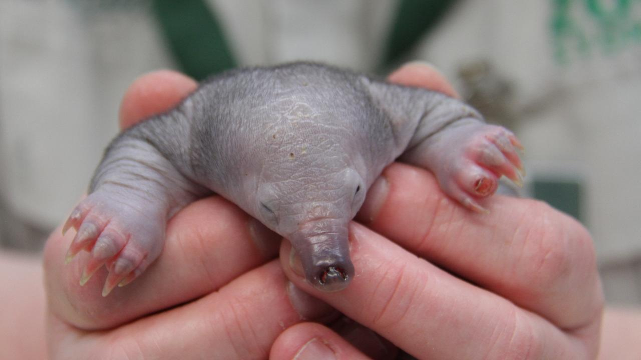 a baby echidna