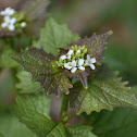 Garlic Mustard