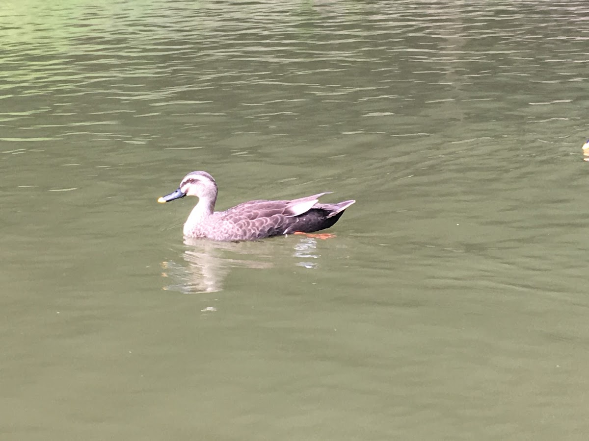 Eastern spot-billed duck