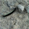 Catalpa Worm Caterpillar