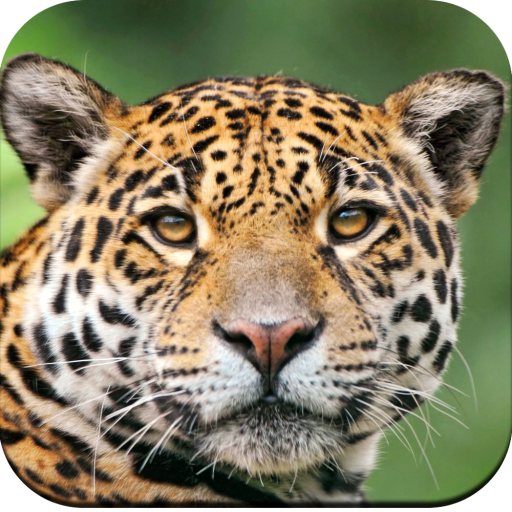 Wild Animal Wallpaper 4k Aplicații Pe Google Play