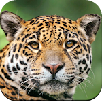 Cover Image of Herunterladen Wildtier-Tapete 4K 1.05 APK