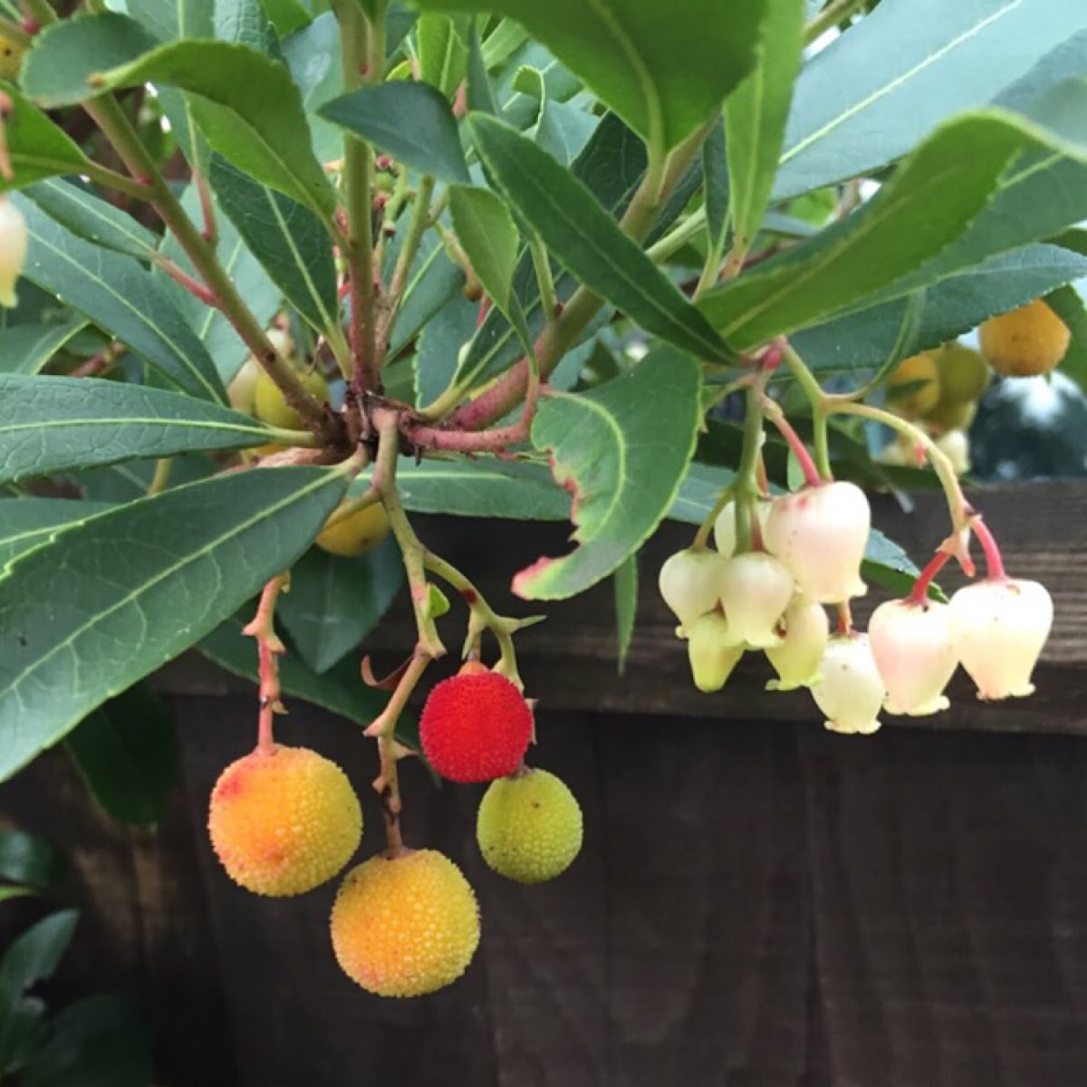 Strawberry Tree