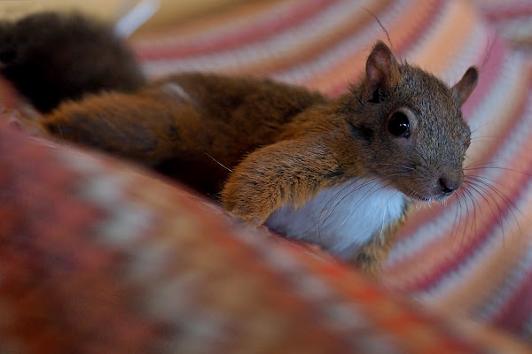 animali domestici inconsueti di fabio_sartori