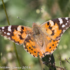 Painted Lady