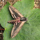 Privet Hawkmoth