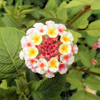 Lantana