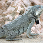 Common Green Iguana