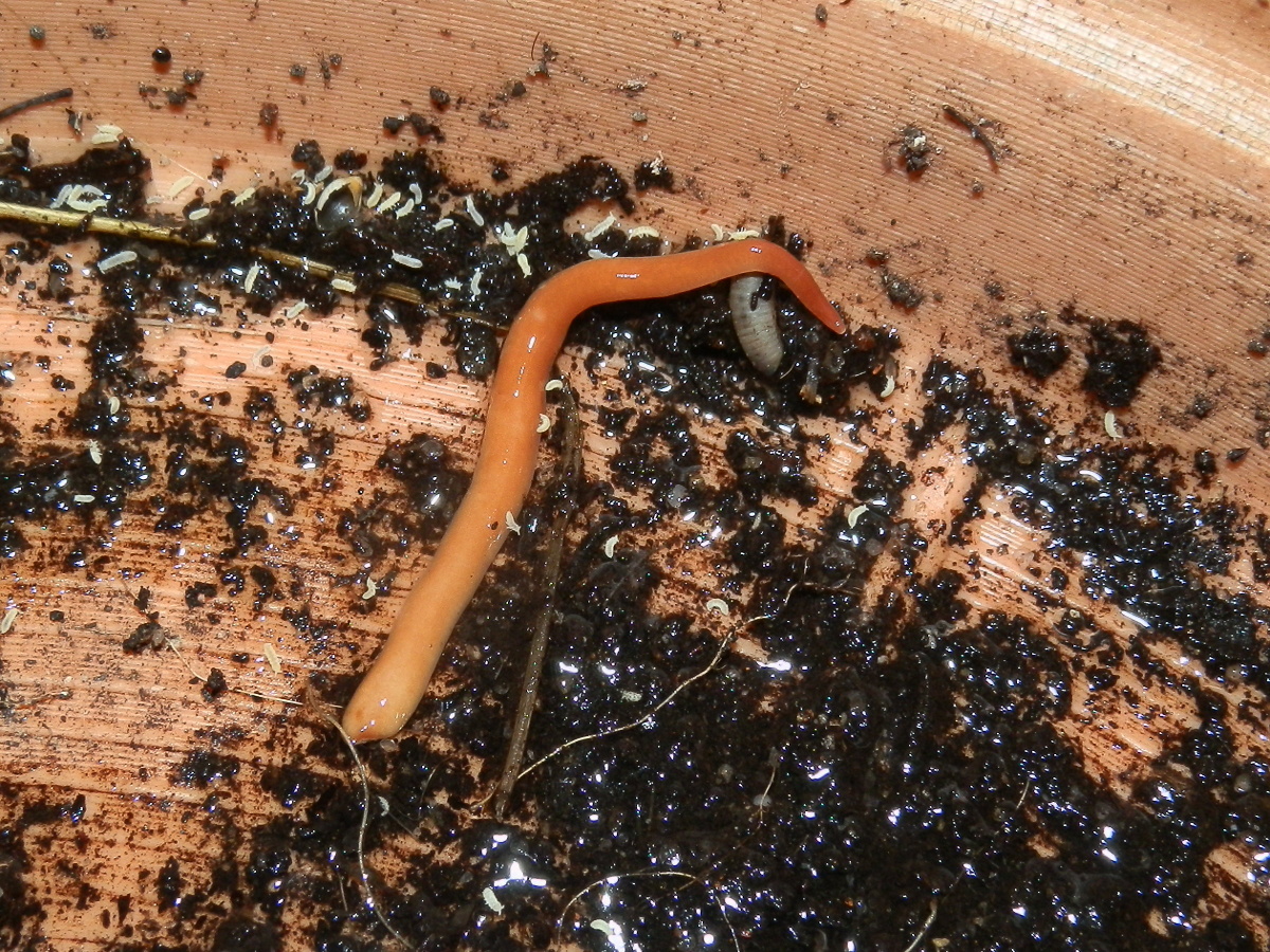 Australian Terrestrial Flatworm