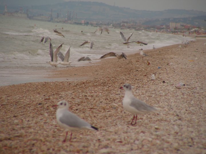 Tutti al mare... di guendi