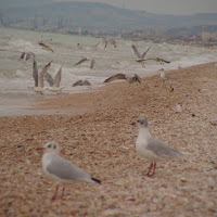 Tutti al mare... di 